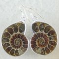 Pair Ammonite Fossil Earring 925 Sterling Silver 3
