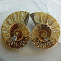 10pcs/MOQ Pair Split Ammonite Fossil Polish Gmestone Cabochon 2