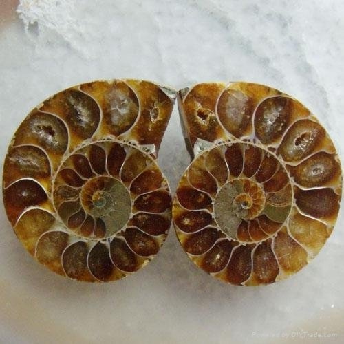 10pcs/MOQ Pair Split Ammonite Fossil Polish Gmestone Cabochon 4