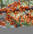 Seabuckthorn Fruit