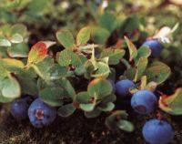 Bilberry Extract