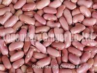 Light Red Kidney Beans