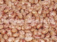 Light Speckled Kidney Beans( Round