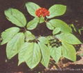 Supply  Ginseng Extract 1