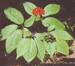 Supply  Ginseng Extract