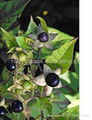 Supply  Atropa Belladonna Extract