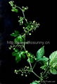 Supply Gynostemma Pentaphyllum  Extract