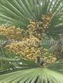 Supply  Saw palmetto Extract 1