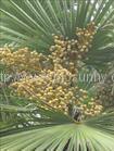 Supply  Saw palmetto Extract