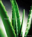 Supply  Aloe vera Extract