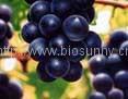 Supply  Grape seed Extract 1