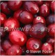 Supply  Bilberry Extract 1