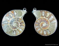 ammonite fossil pendants