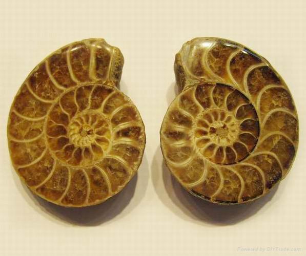 ammonite fossil pendants 4