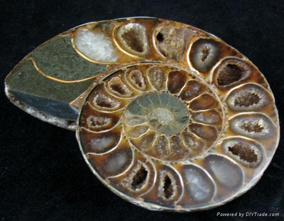 ammonite fossil pendants 5