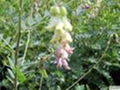 Astragalus P.E.