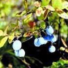 Bilberry P.E.