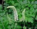 Black Cohosh P.E.