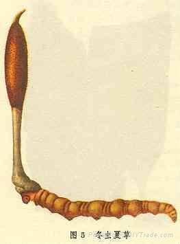 Cordyceps P.E.
