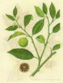 Citrus aurantium P.E. 1