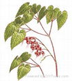 Epimedium Extract