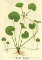 Gotu kola P.E.