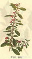 Wolfberry Extract