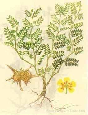 Tribulus Terrestris P.E.