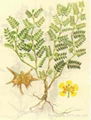 Tribulus Terrestris P.E.