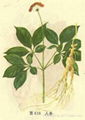 Siberian Gingseng P.E.