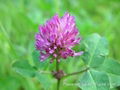 Red Clover P.E.