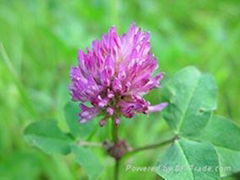 Red Clover P.E.