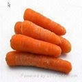 carrot 3