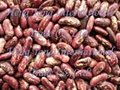 red kidney beans 3