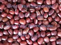 azuki bean or small red bean 1