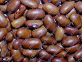 brown bean 1