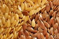 Chinese Linseed 1