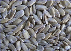 sunflower seed kernel