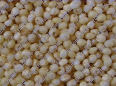 sorghum