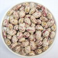 Light Speckled Kidney Beans 1