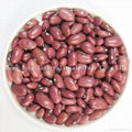 Small Red Kidney Beans 1