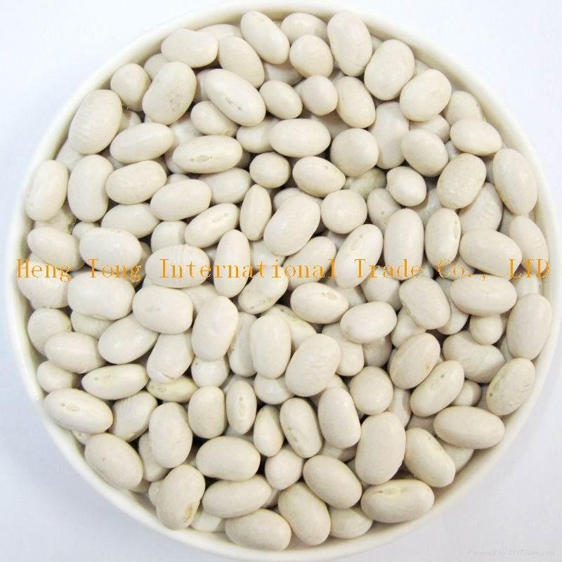 Japanese White Kidney Beans
