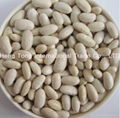 White Kidney Beans (BAI SHA KE)