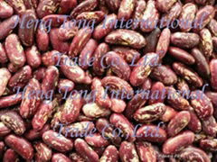 Purple Light Kidney Beans