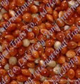 Red Broom Corn Millet 1