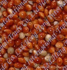 Red Broom Corn Millet