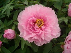 Pink peony