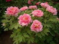 Pink peony 5