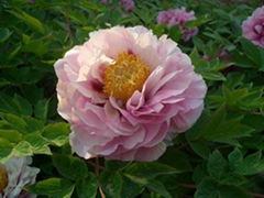 Complex Color Peony