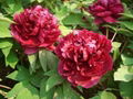 Black Peony